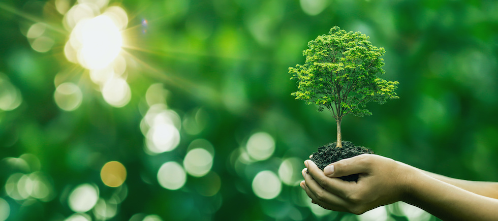 Tree held in a hand